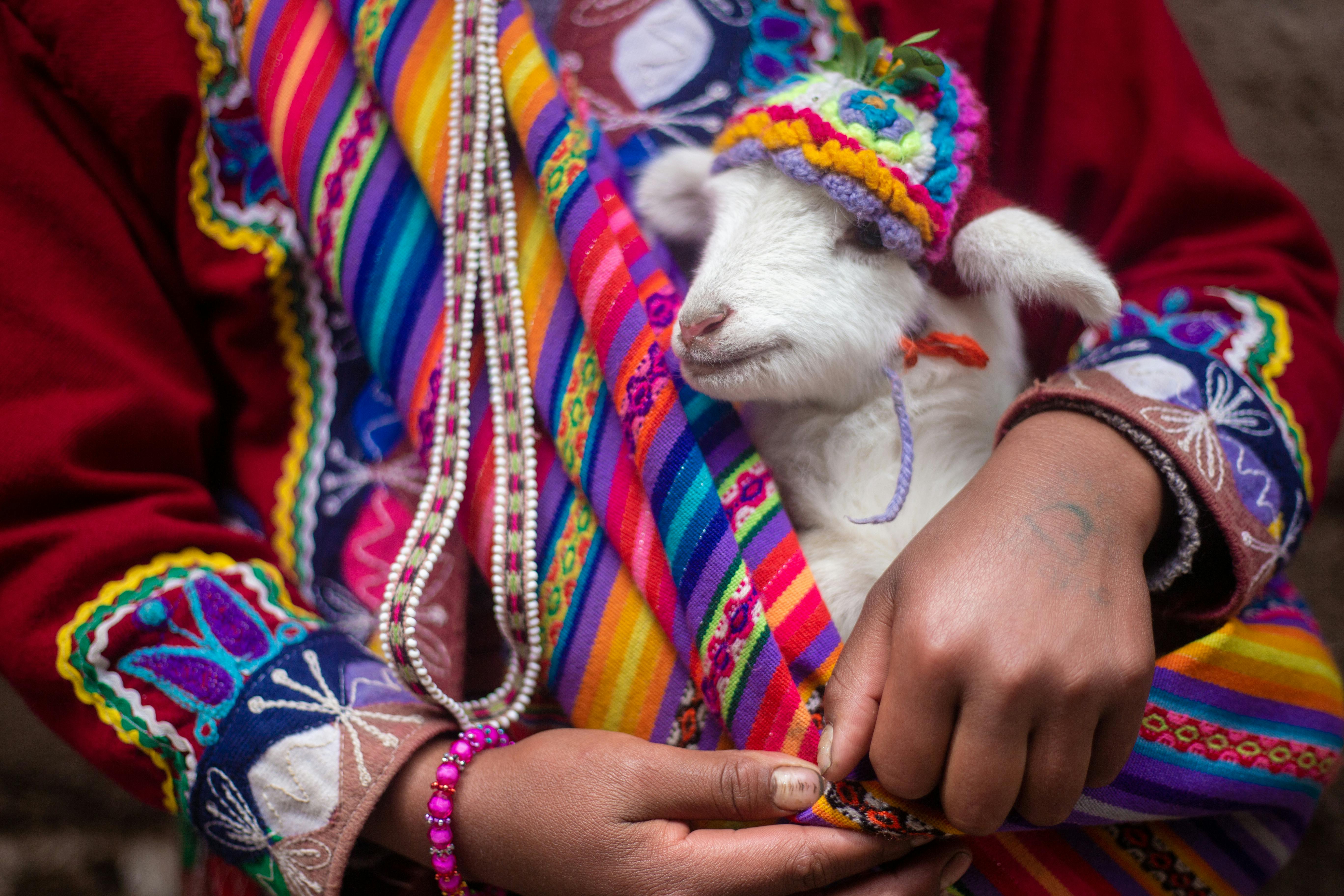 Llama in Rainbow Clothing