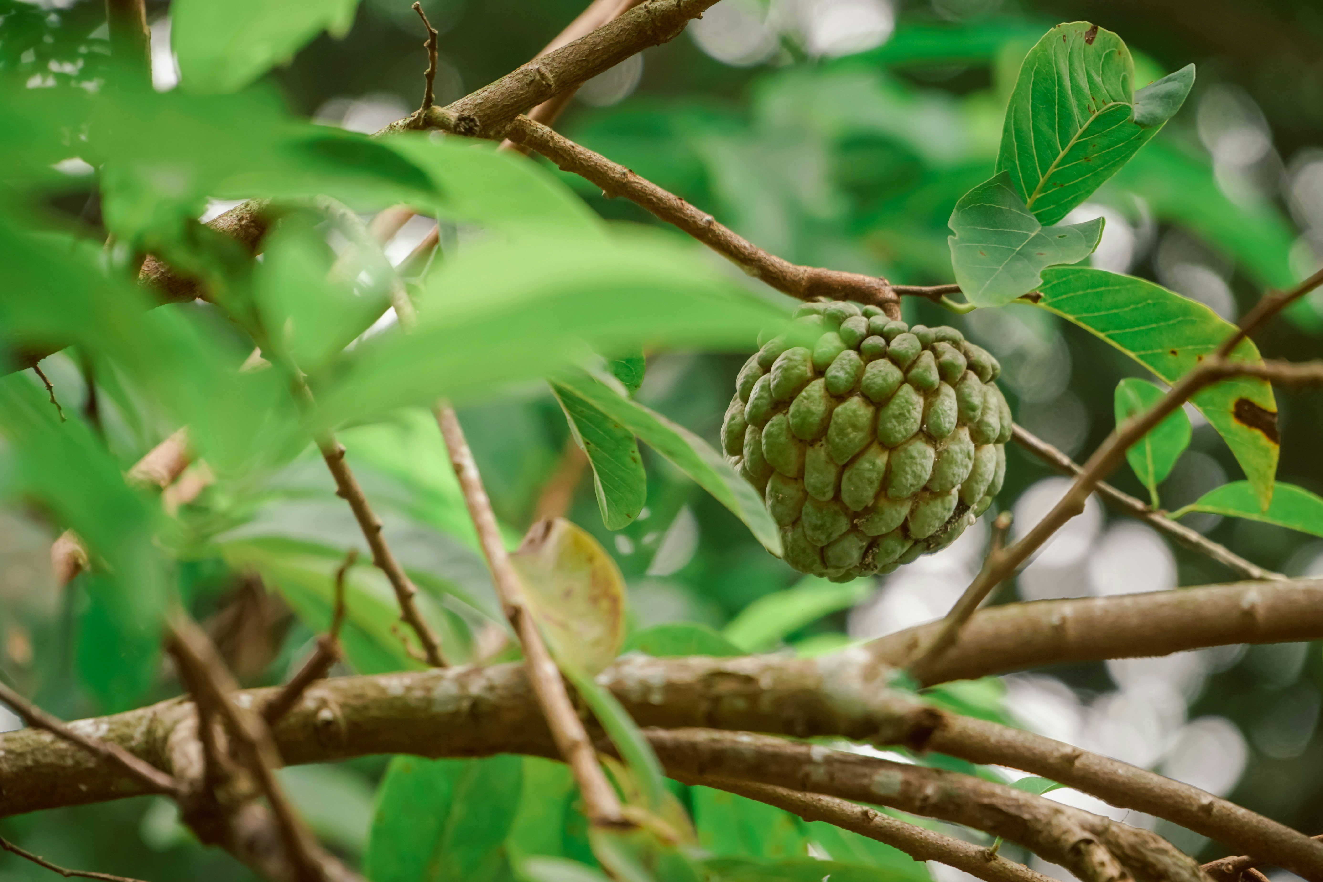 Green Custard Apple Fruit