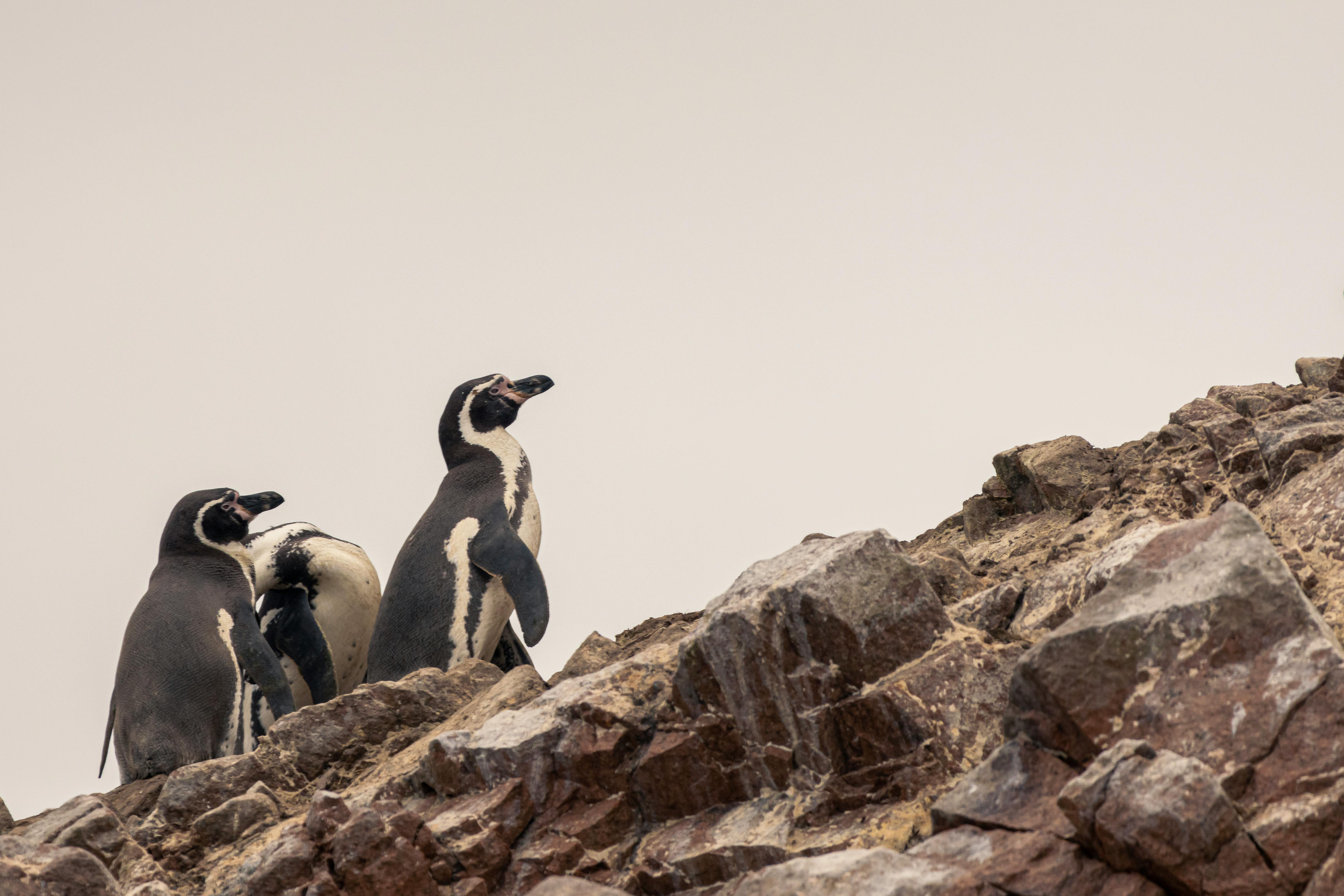 Penguins On Cliff